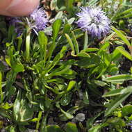 Image of Heart-leaf Globe Daisy