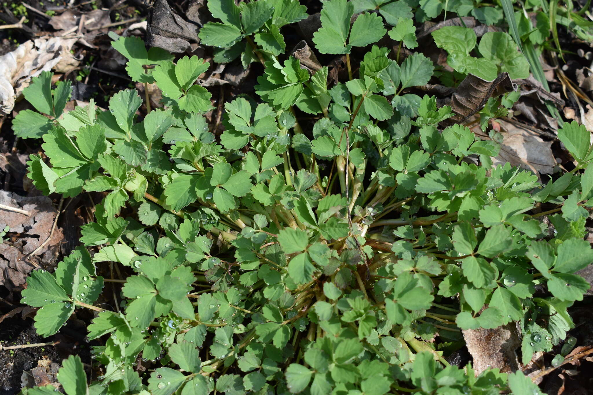 Image de Potentilla centigrana Maxim.