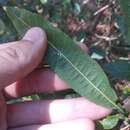 Image of Morella lindeniana (C. DC.) S. Knapp