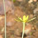 Image of Pauridia serrata subsp. serrata