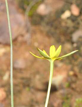 Image of Pauridia serrata subsp. serrata