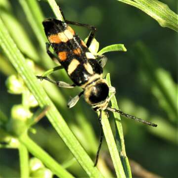 Imagem de Megacyllene mellyi (Chevrolat 1862)