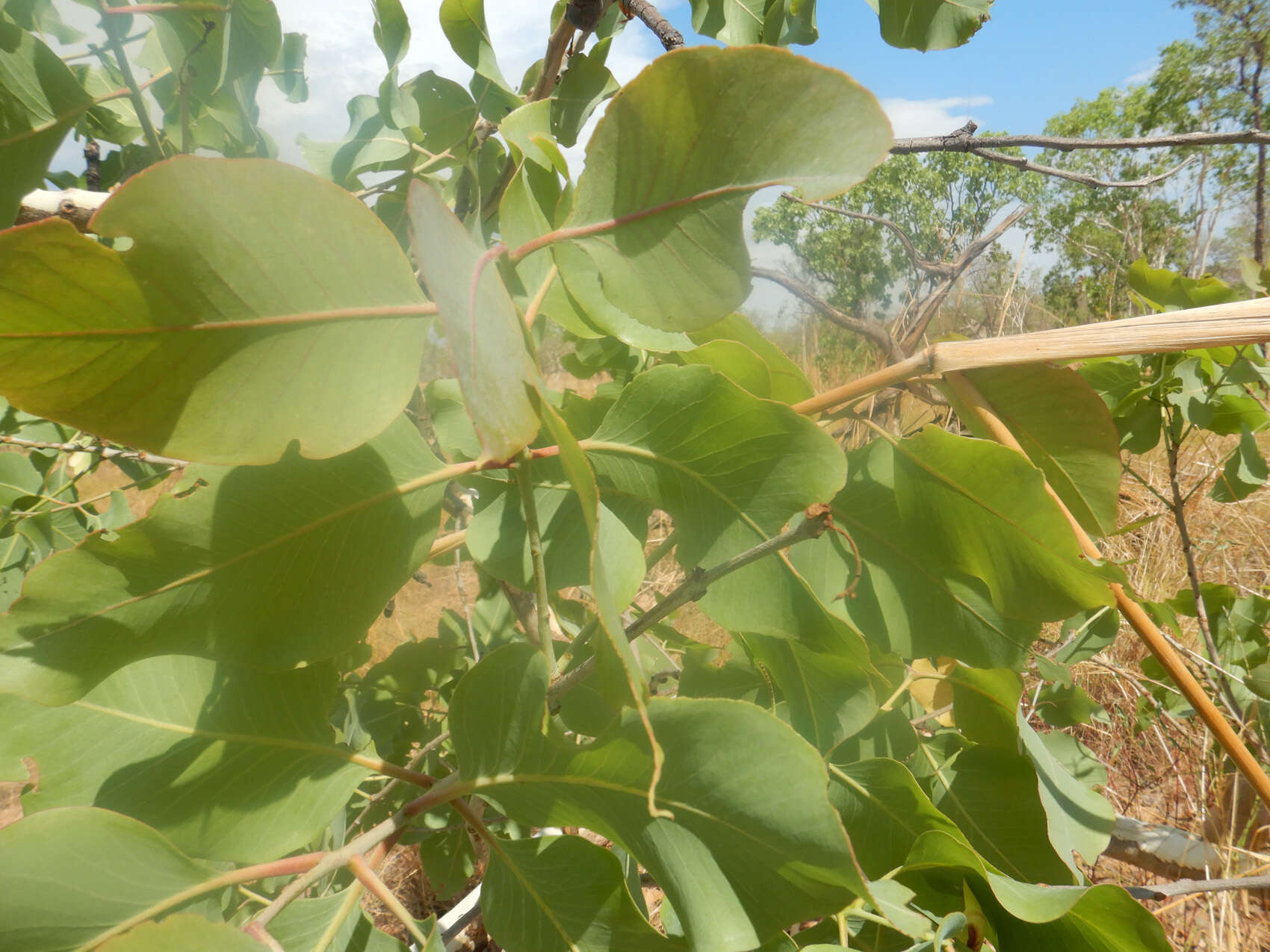 Image of Corymbia grandifolia (R. Br. ex Benth.) K. D. Hill & L. A. S. Johnson