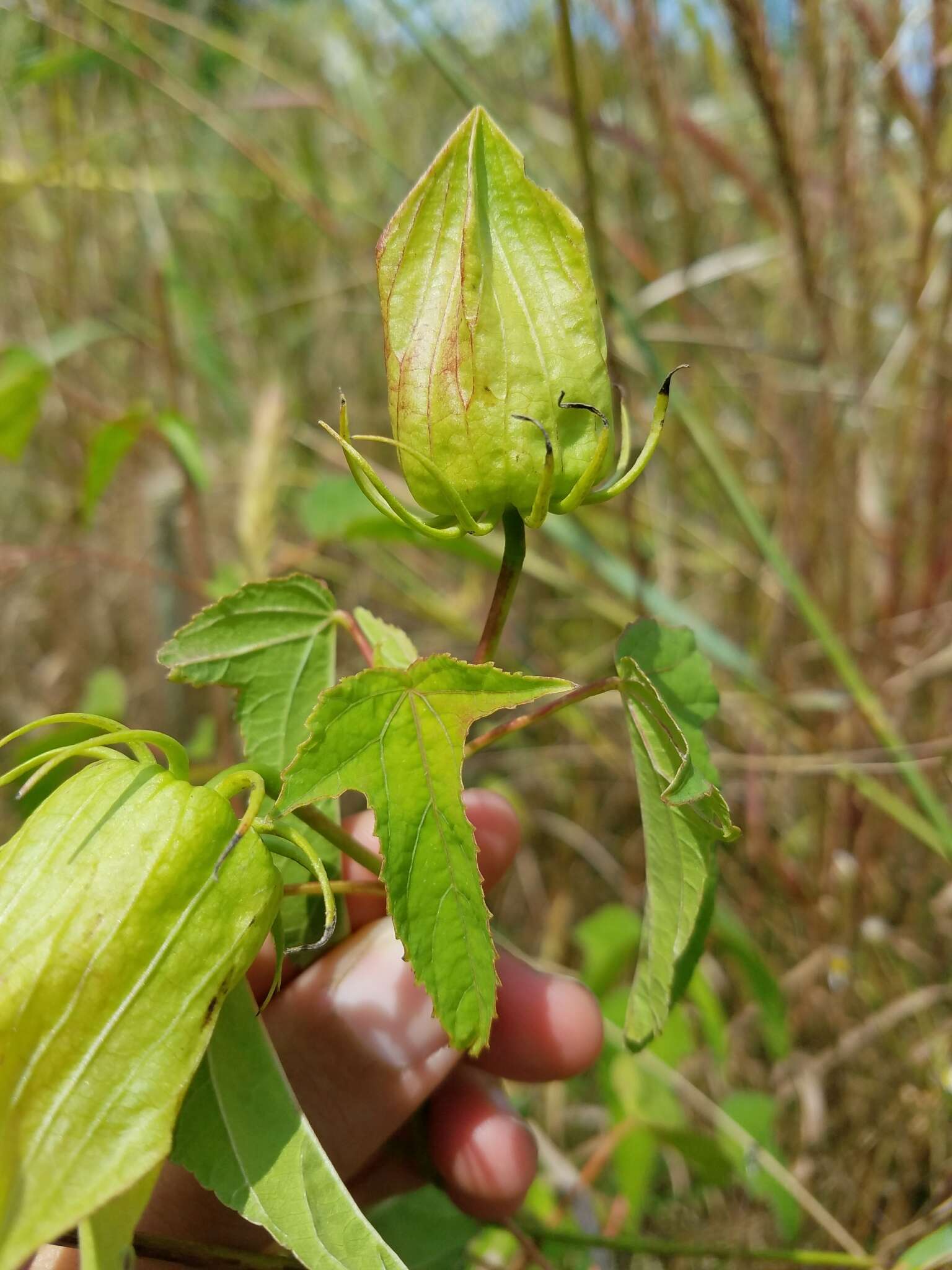 Image of halberdleaf rosemallow