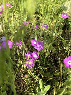 Image of Rio Grande phlox