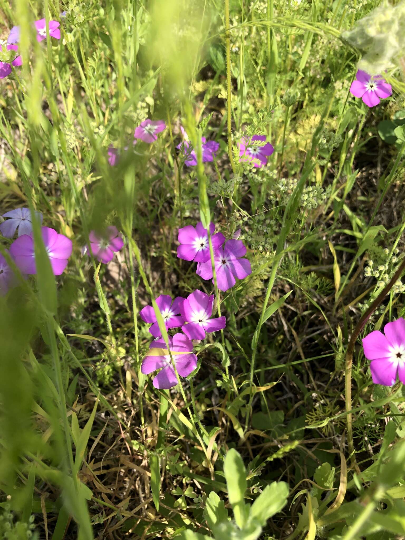 Imagem de Phlox glabriflora (Brand) Whitehouse