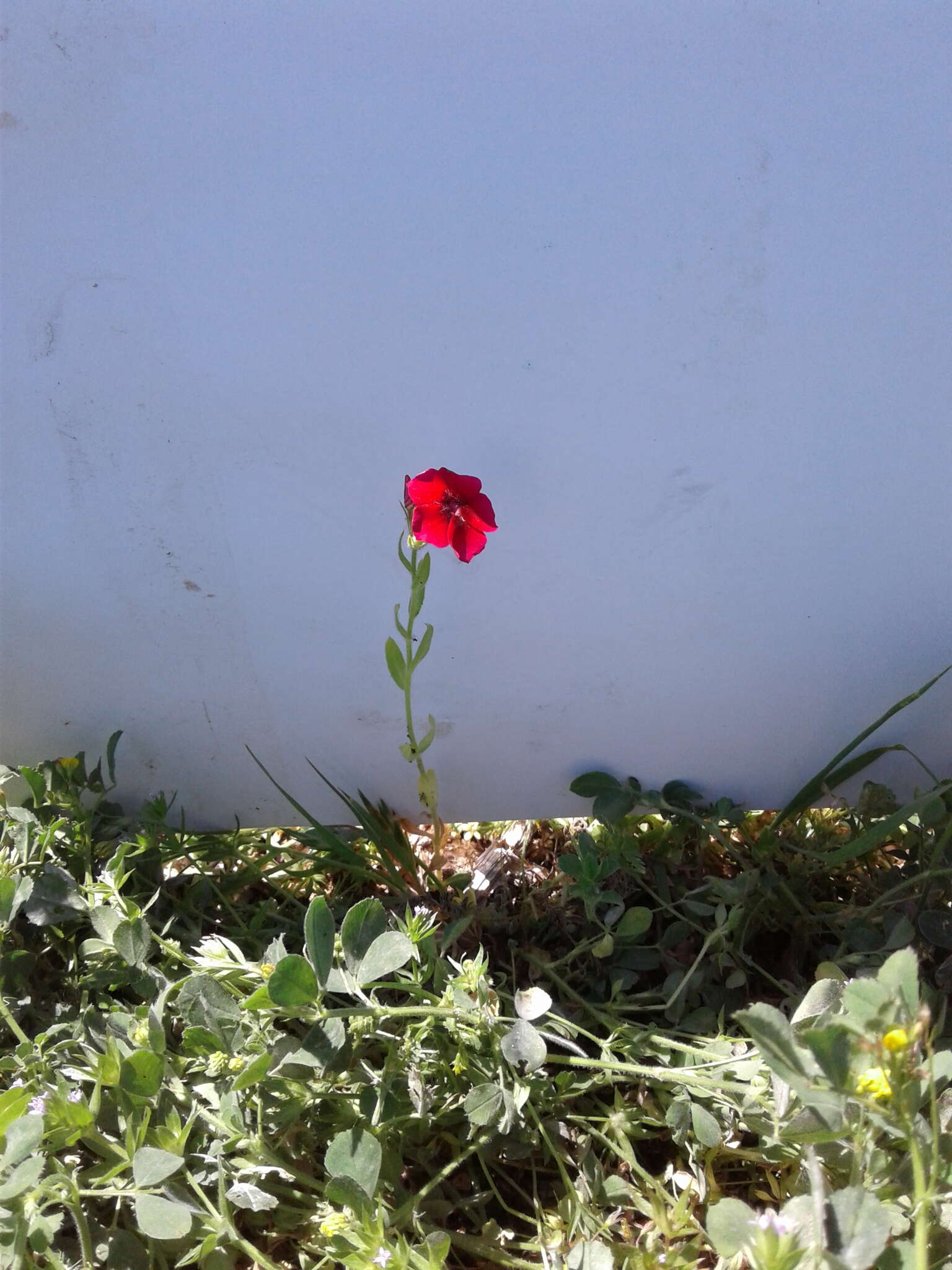 Image of annual phlox