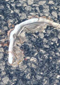 Image of Glass Lizards