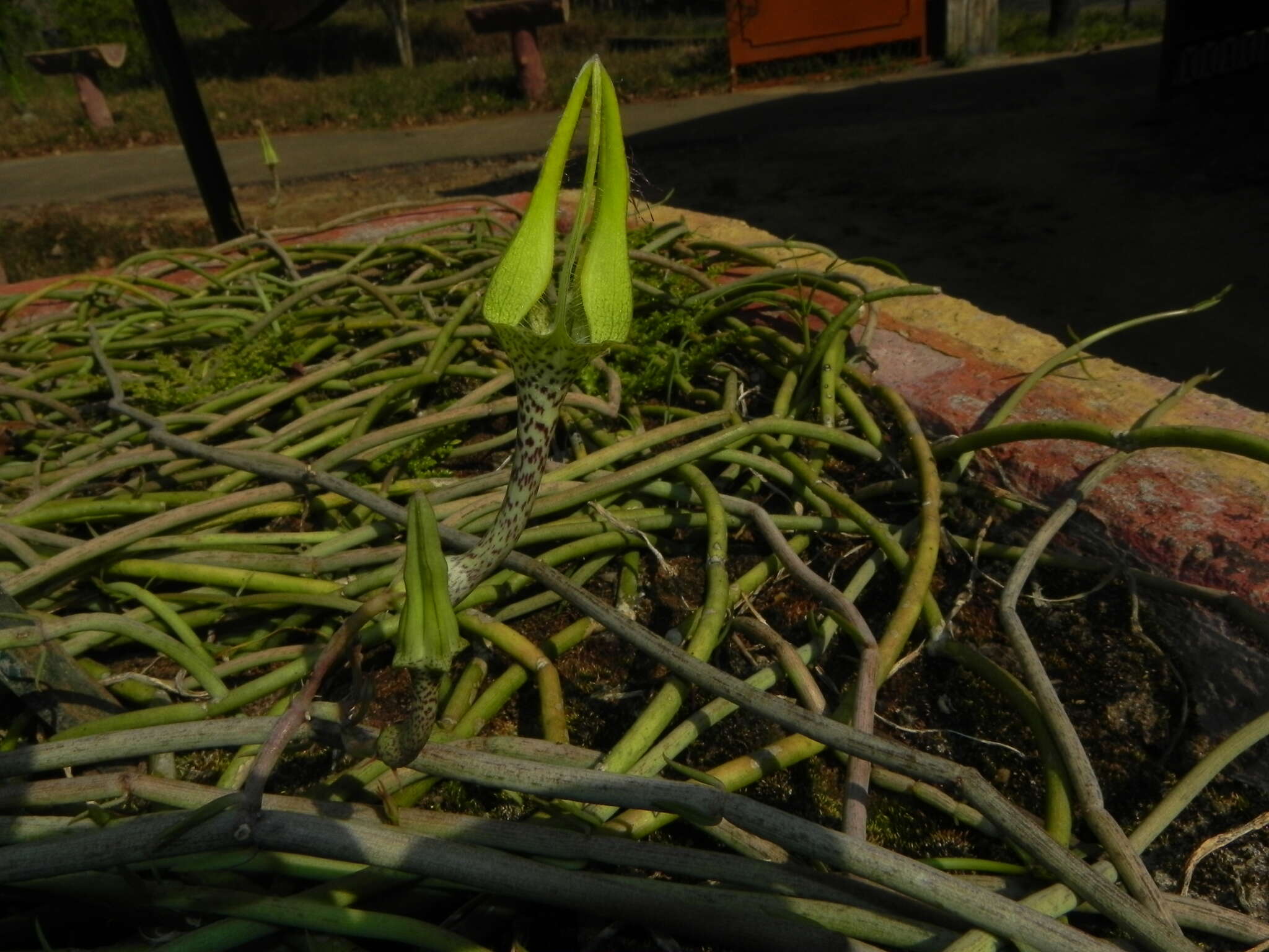 Image de Ceropegia juncea Roxb.