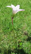 Image of Brazilian copperlily