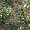 Image of Erica glandulosa subsp. bondiae (Compton) E. G. H. Oliv. & I. M. Oliv.