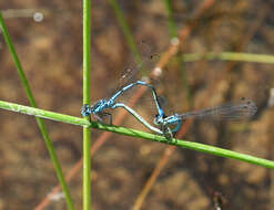 Image of Coenagrion persicum Lohmann 1993