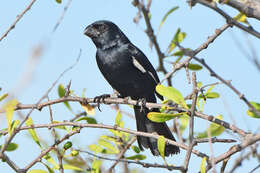 Image of Cuban Bullfinch