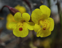 Image of Cut-Leaf Monkey-Flower