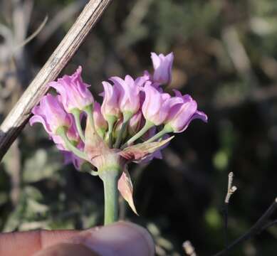 صورة Allium perdulce S. V. Fraser