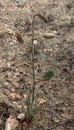 Imagem de Albuca viscosa L. fil.