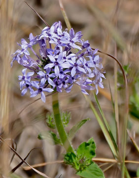 Image of <i>Pentanisia prunelloides</i> (Klotzsch) Walp.
