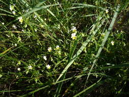 Слика од Viola hymettia Boiss. & Heldr.