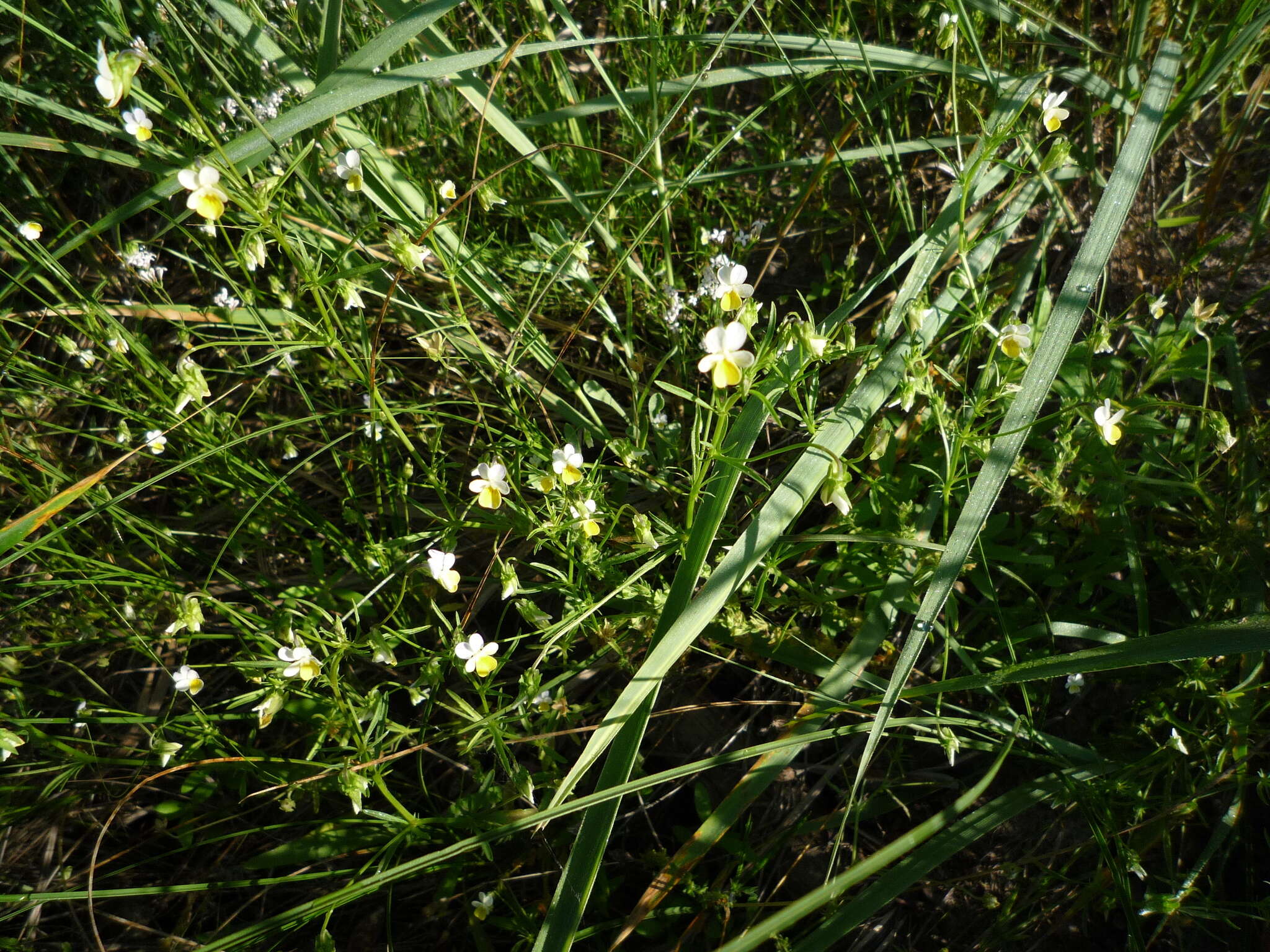 Слика од Viola hymettia Boiss. & Heldr.