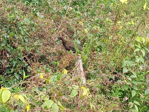 Image of Scaled Chachalaca