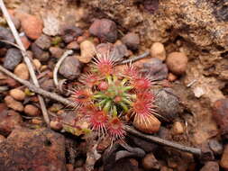 Image of Drosera hyperostigma N. Marchant & Lowrie