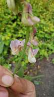 Sivun Lathyrus jepsonii subsp. californicus (S. Watson) C. L. Hitchc. kuva