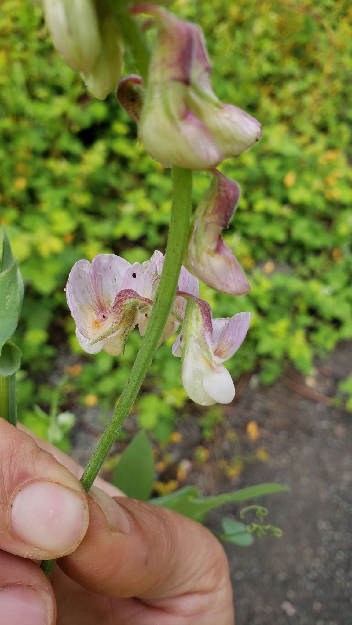 Imagem de Lathyrus jepsonii subsp. californicus (S. Watson) C. L. Hitchc.