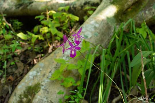 Barkeria scandens (Lex.) Dressler & Halb.的圖片