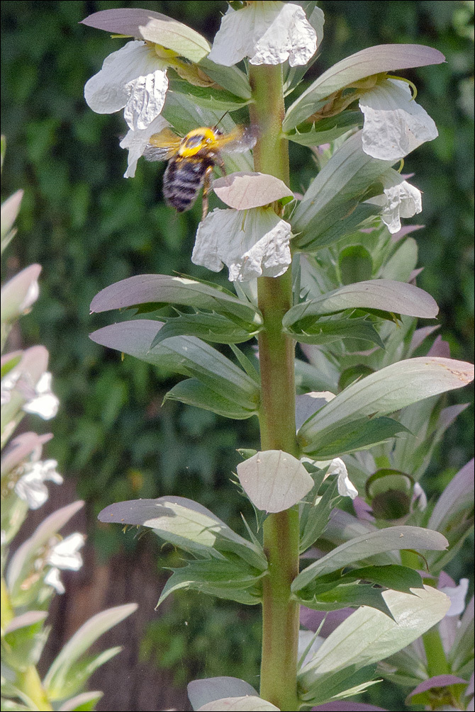 Acanthus mollis (rights holder: Amadej Trnkoczy)