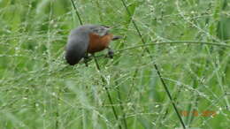 Image of Ruddy-breasted Seedeater