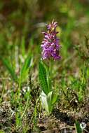 Image of Western Marsh-orchid