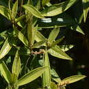 Image of Miconia schlechtendalii Cogn.