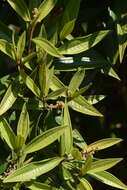 Image of Miconia schlechtendalii Cogn.