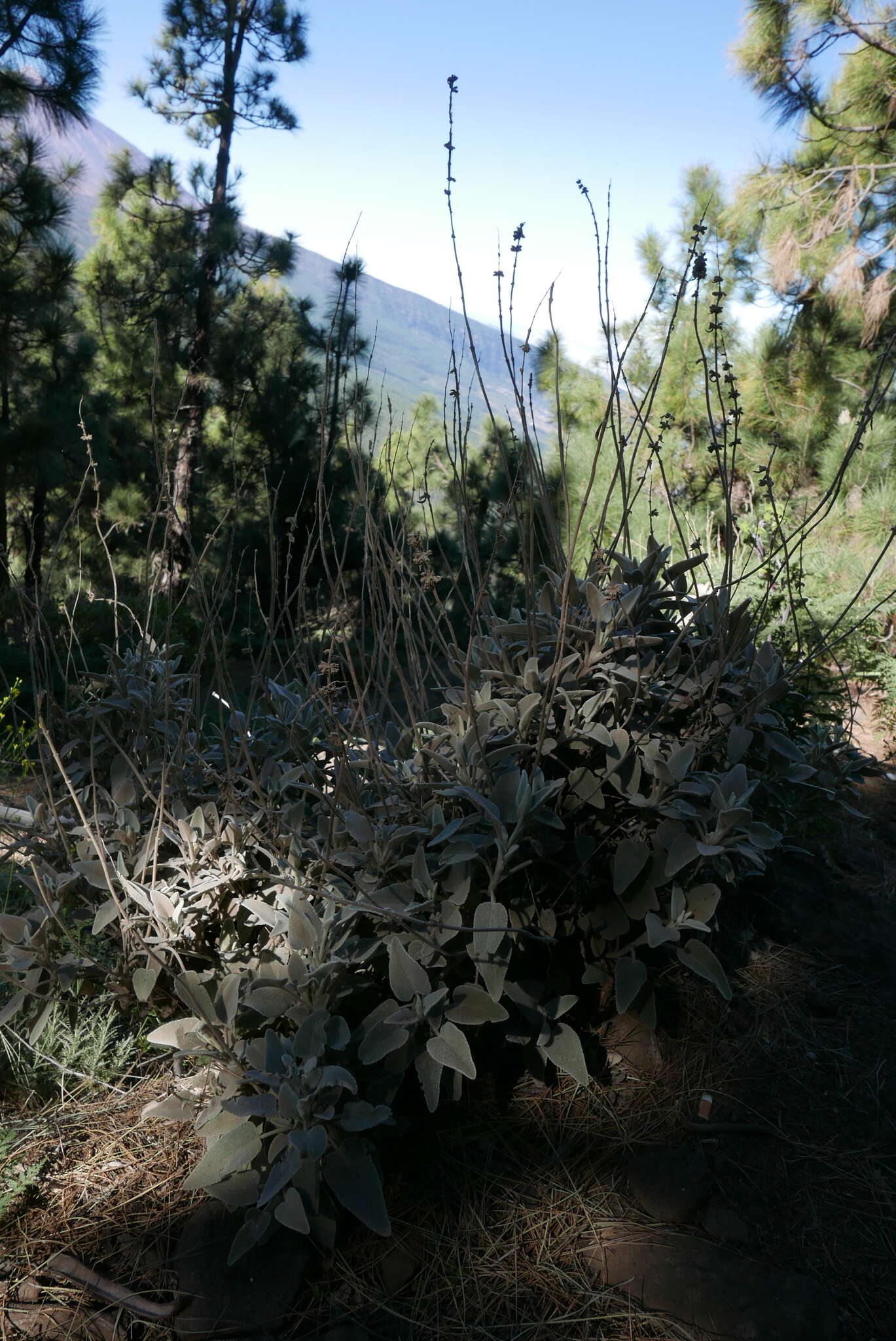 Sideritis oroteneriffae Négrin & P. Pérez resmi