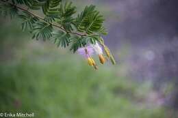 Imagem de Dichrostachys cinerea (L.) Wight & Arn.