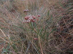 Image of Hooded meadow-star