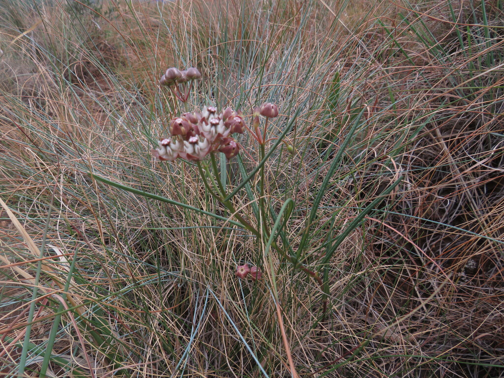 Image of Hooded meadow-star