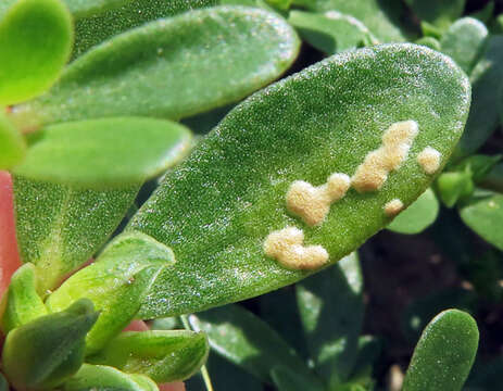 Image of Wilsoniana portulacae