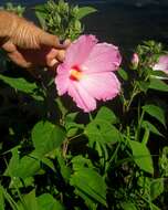 Image of crimsoneyed rosemallow