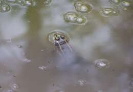 Image de Lithobates fisheri (Stejneger 1893)