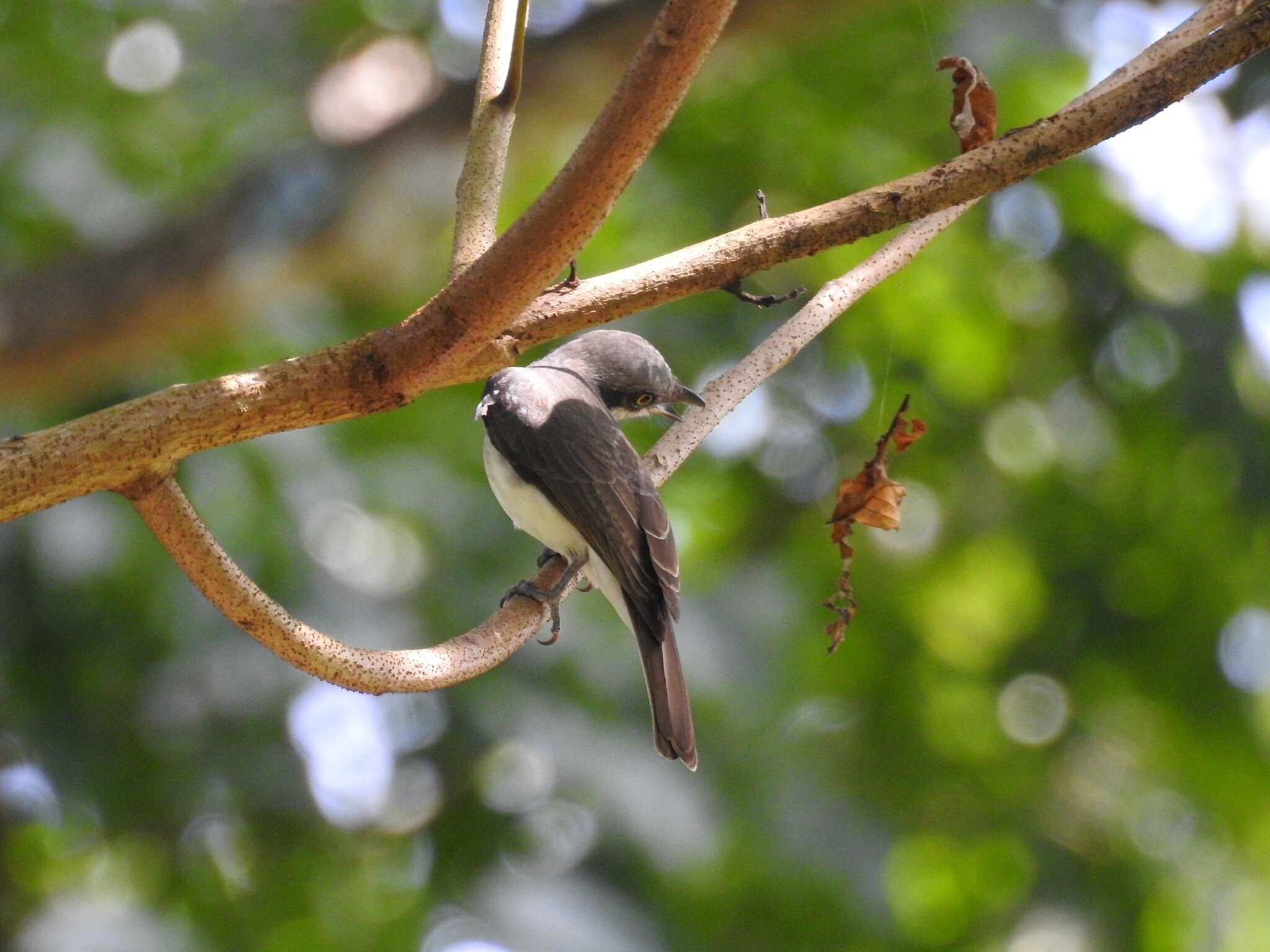 Image of Malabar Woodshrike