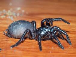 Image of Sutherland's Funnelweb Spider