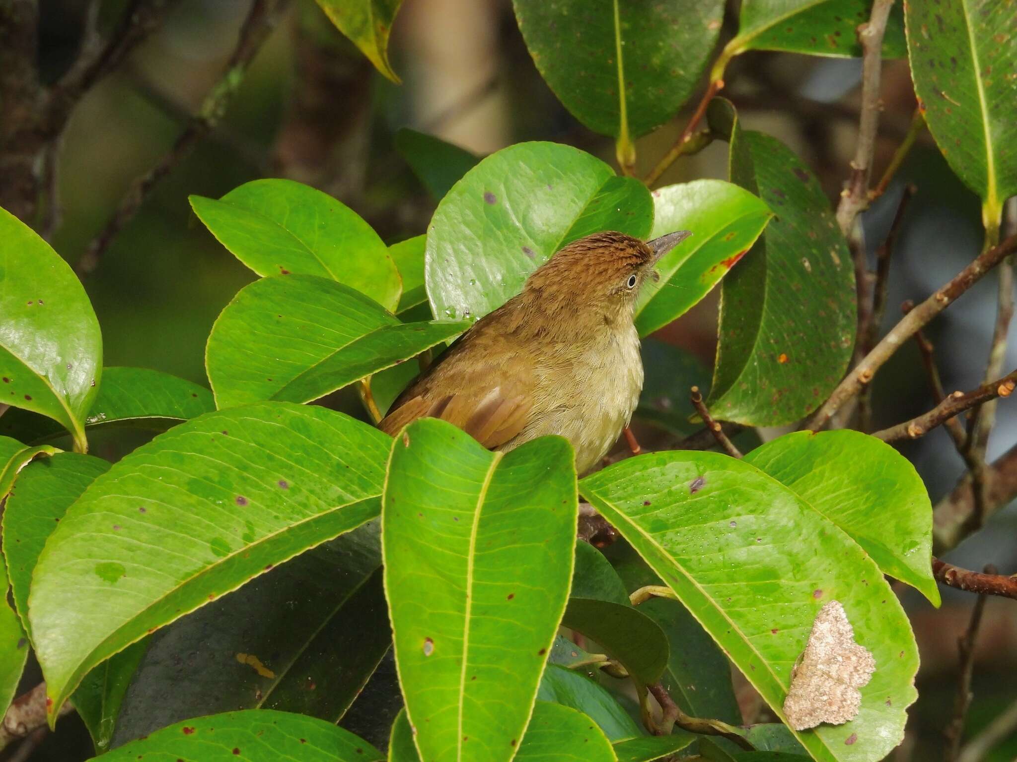 Image of Charlotte's Bulbul