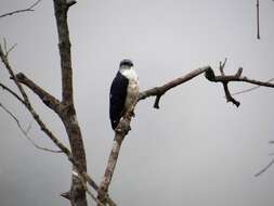 Image of Gray-backed Hawk