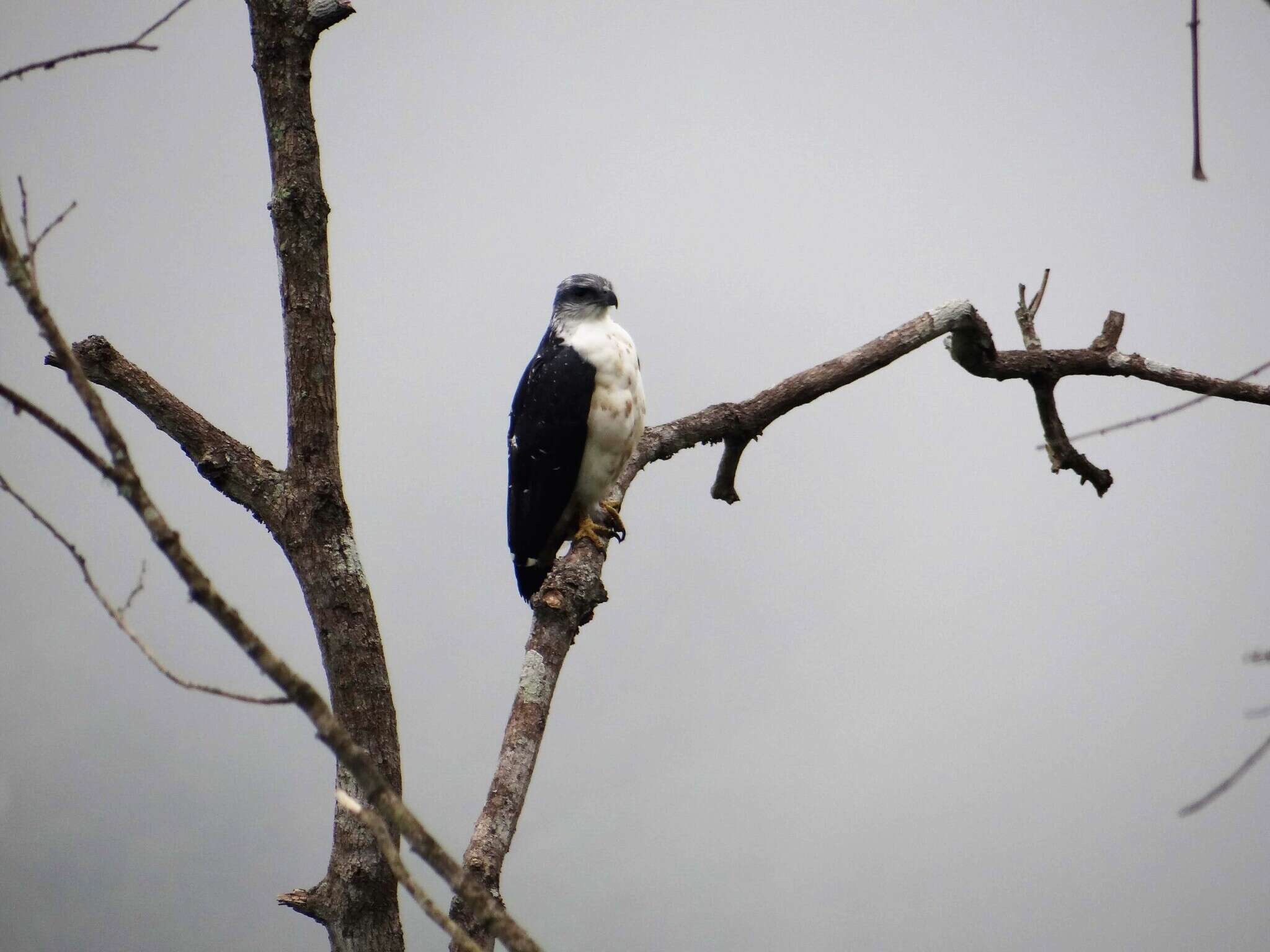 Image of Gray-backed Hawk