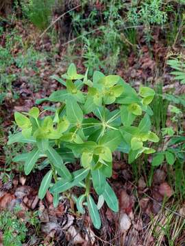 Sivun Euphorbia fischeriana Steud. kuva