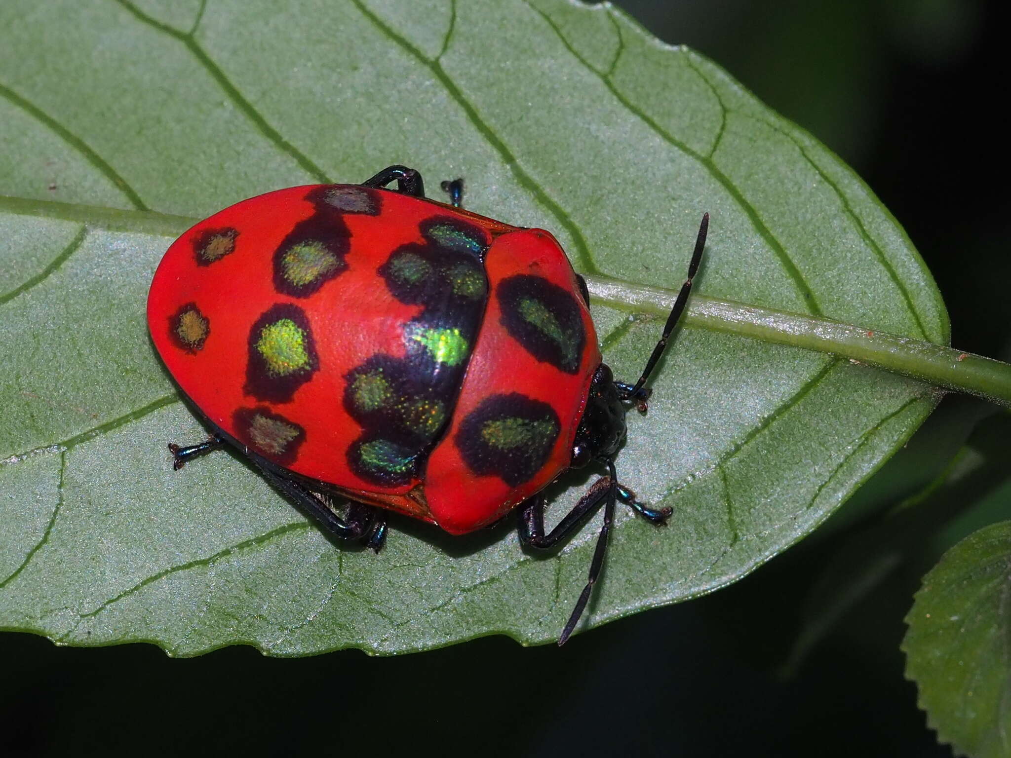 Слика од <i>Poecilocoris druraei</i>