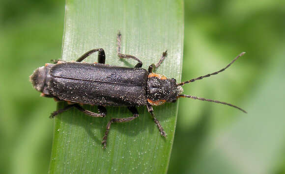 Image of Cantharis obscura Linnaeus 1758