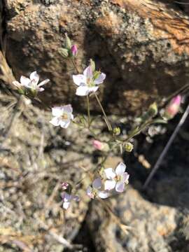 Image of Marin dwarf-flax