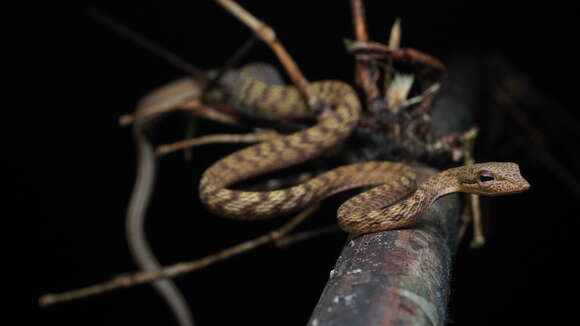 Image of Speckle-headed Vine Snake